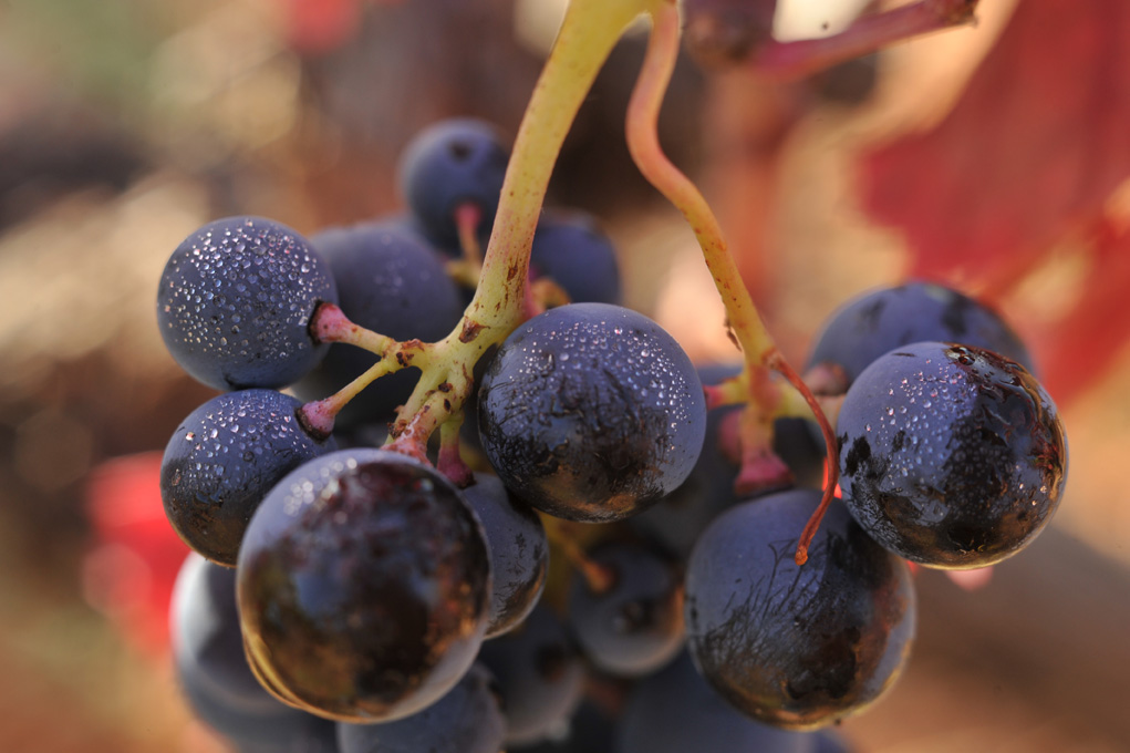 Château Henri Bonnaud - A.O.C Côtes de Provence - Vin biologique - Domaine Le Tholonet - Sainte-Victoire - Aix-en-Provence