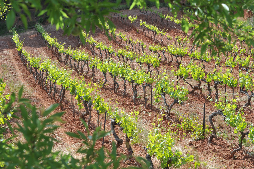 Château Henri Bonnaud - A.O.C Côtes de Provence - Vin biologique - Domaine Le Tholonet - Dégustation - Aix-en-Provence