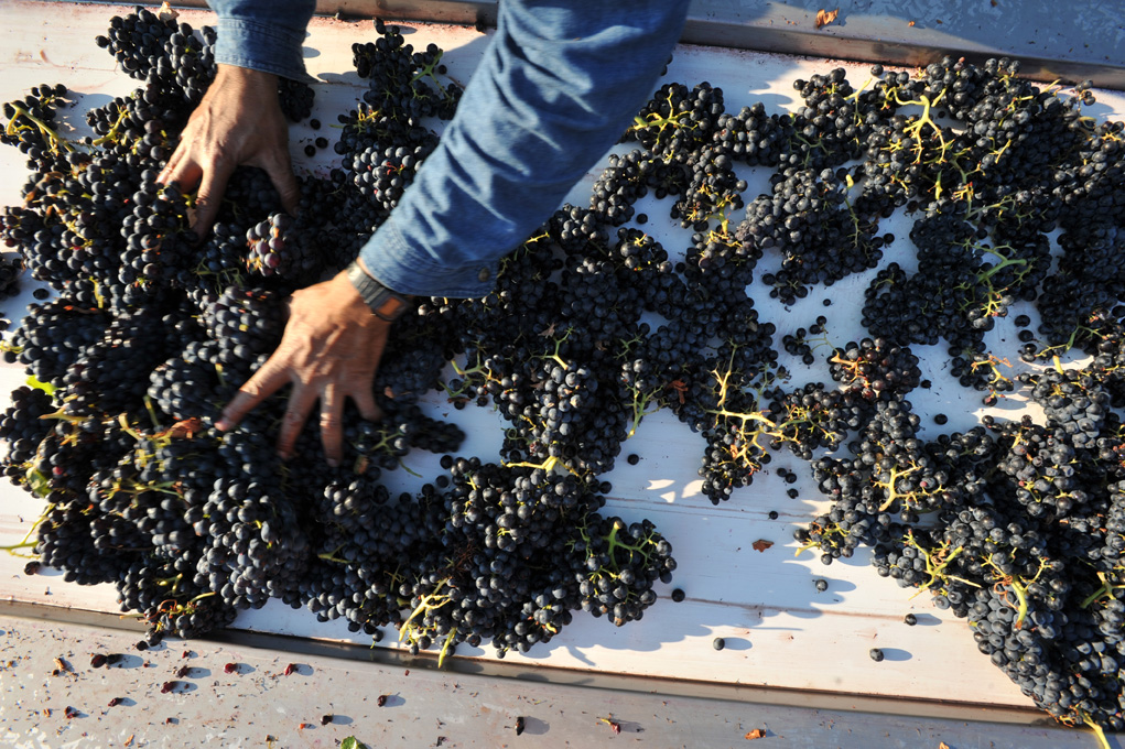 Château Henri Bonnaud - Initiation à la dégustation de vins