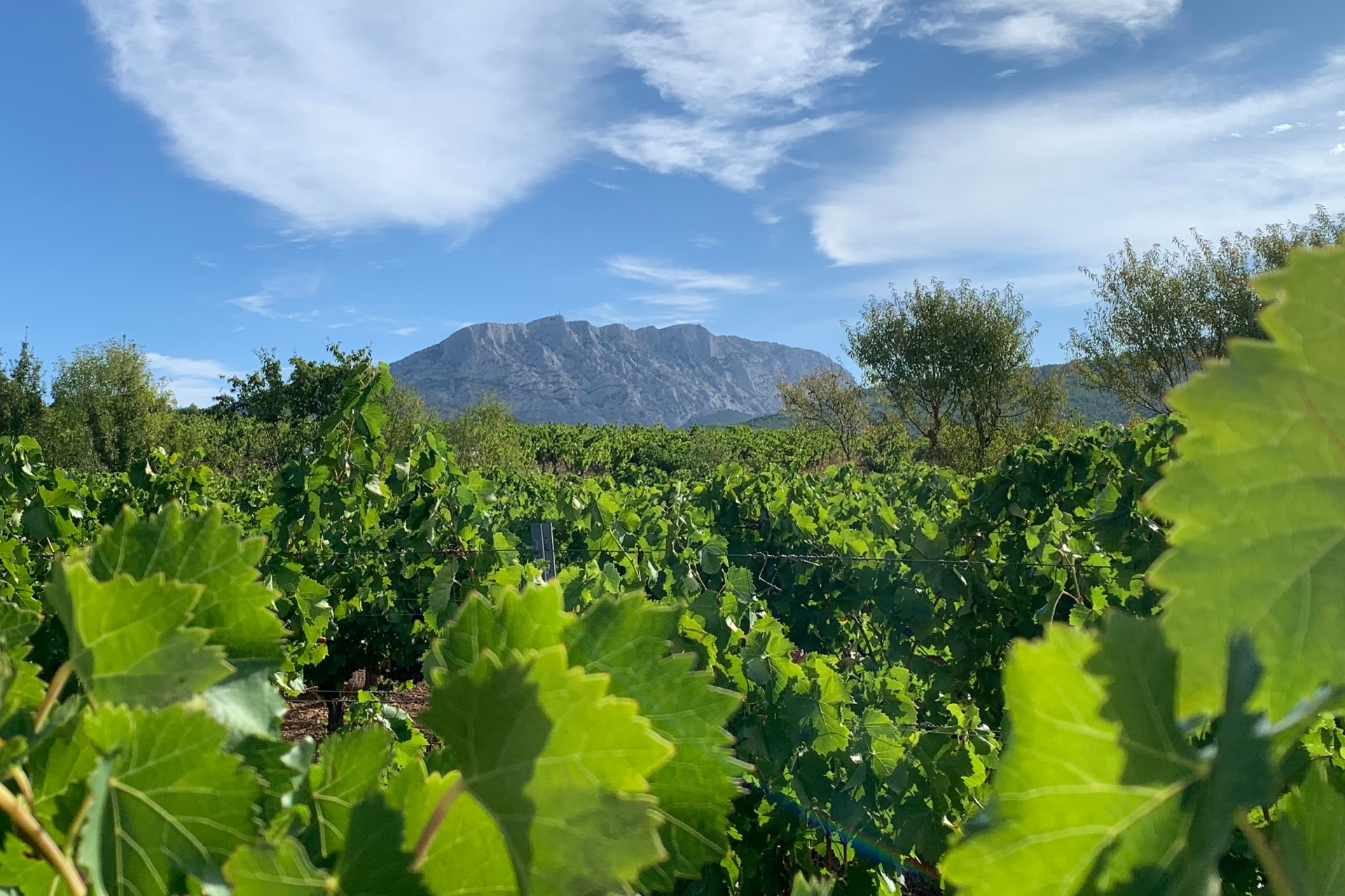 balade dans les vignes - vue sur la Sainte-Victoire